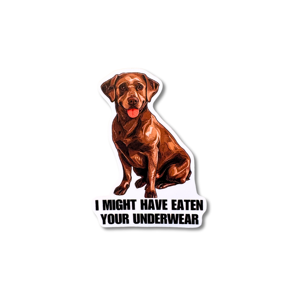 Funny sticker of a chocolate Labrador with the text "I Might Have Eaten Your Underwear"