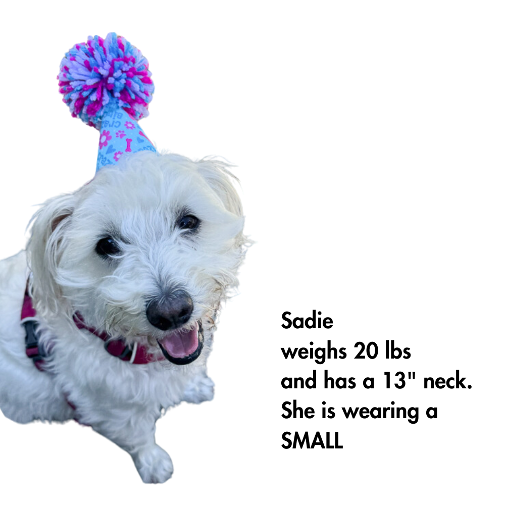 20 lb dog model showing off our size small party hat for dog