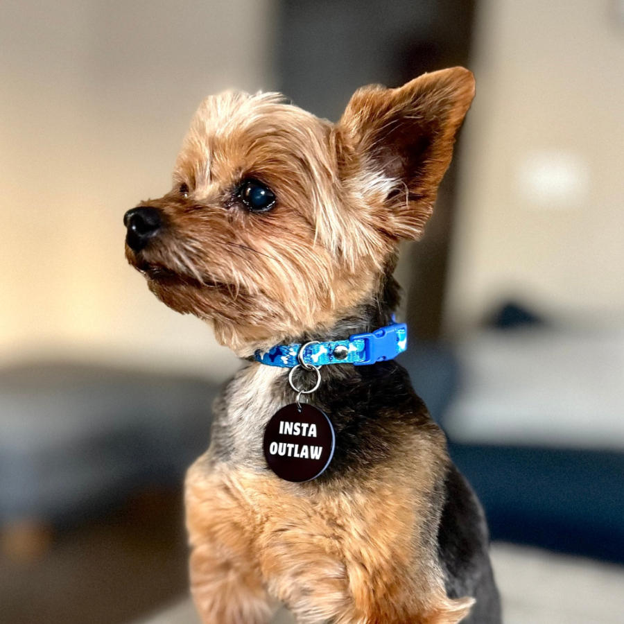 funny dog collar charm (Insta Outlaw0 shown on Yorkie who is sitting and looking off to side.