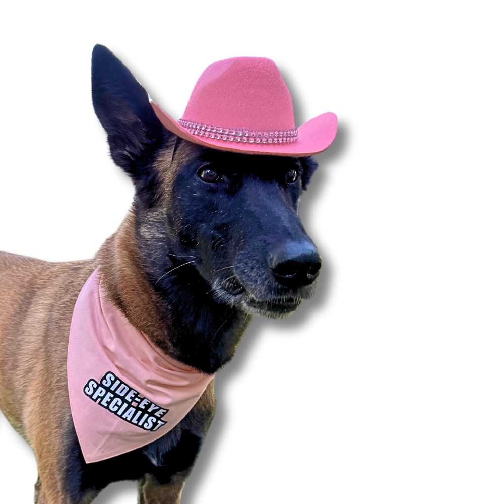Belgian malinois dog wearing a pink dog cowboy hat accented with rhinestones. The pup is also wearing a pink bandana that says: side-eye specialist