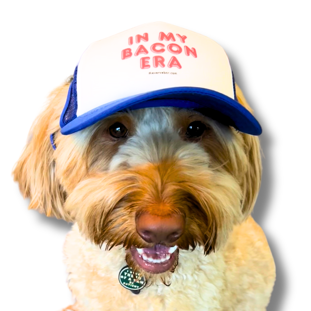 funny baseball hat for dogs. Blue bill and mesh baack, white front with red words "In my Bacon Era" Dog hat being worn by ginger labradoodle.