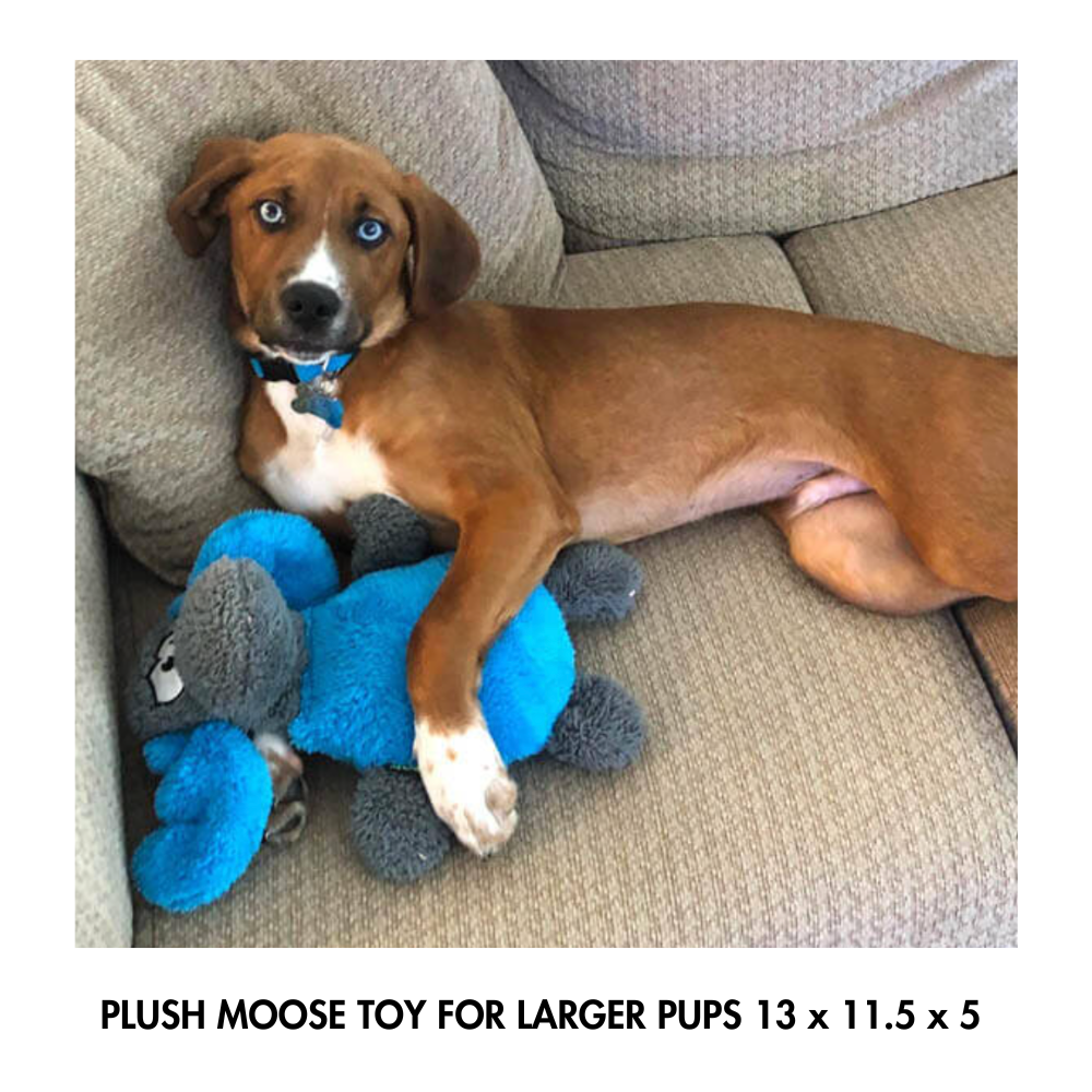 Cycle dog plush moose shown with real dog for size comparison (this is a large dog toy)