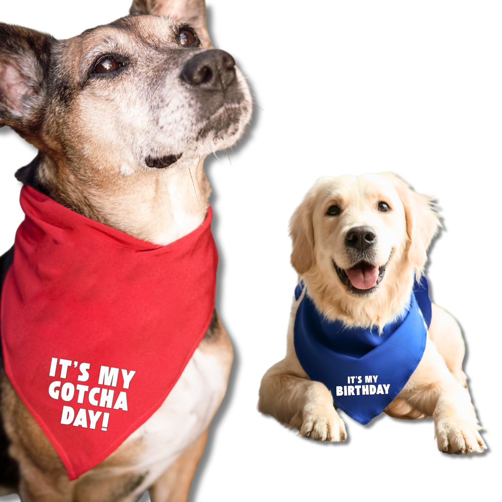 Dog wearing red Gotcha Day bandana and dog wearing blue It’s My Birthday bandana – dog celebration gift box accessories
