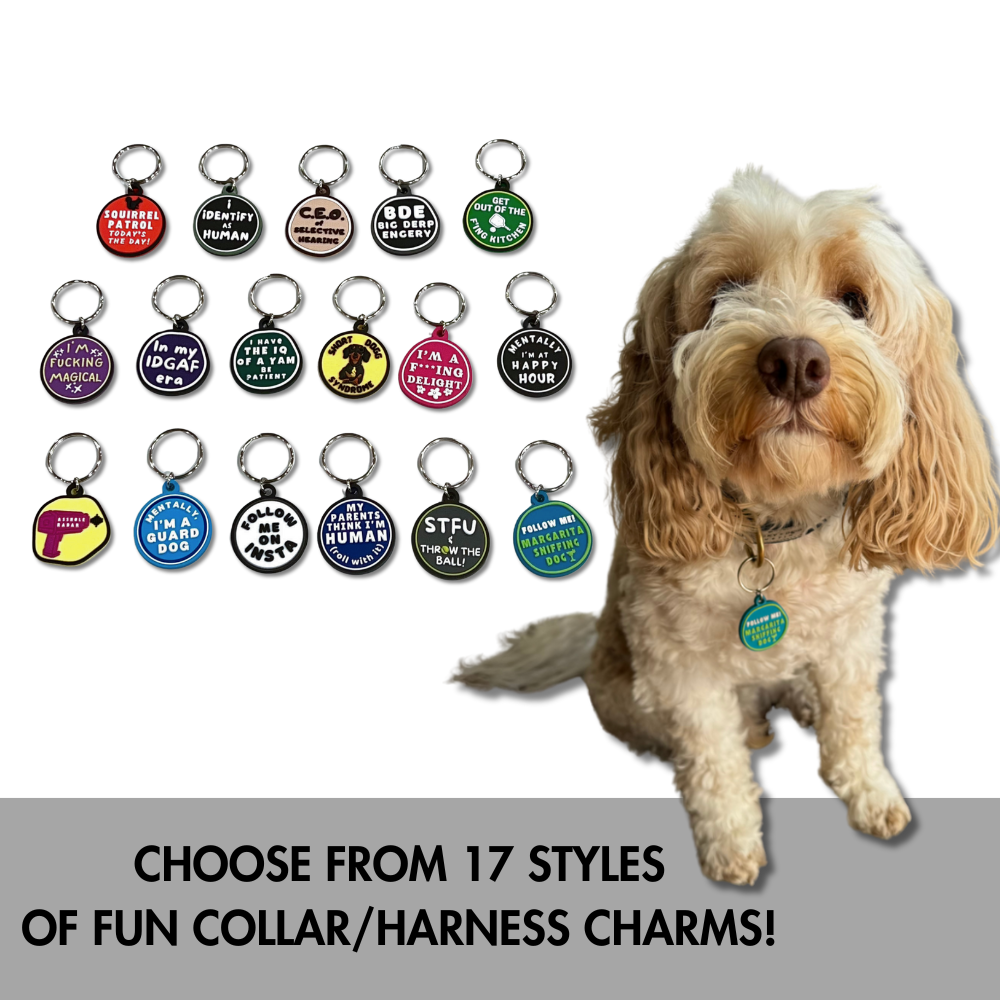 Dog wearing funny dog collar charm with display of 17 charm options – choose 1 for dog birthday box