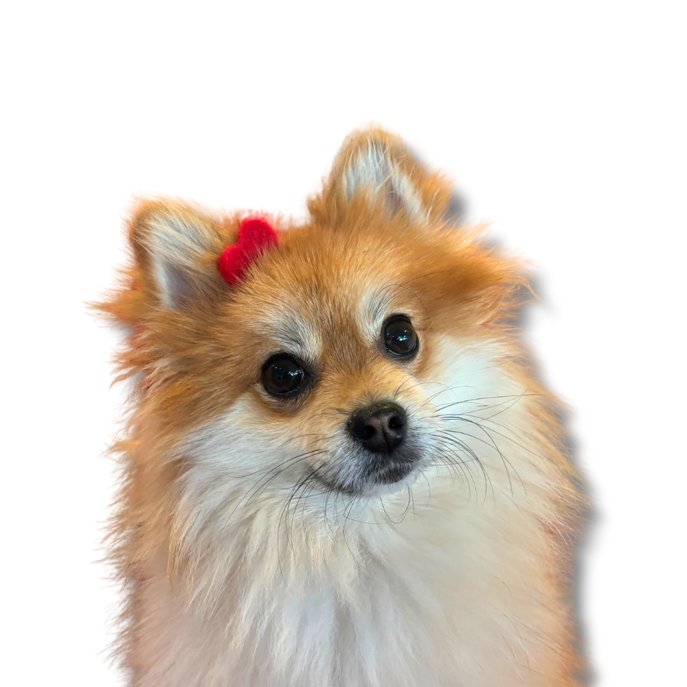 pomeranian dog wearing dog hair clip that is a red wool felt heart for Valentines or year-round