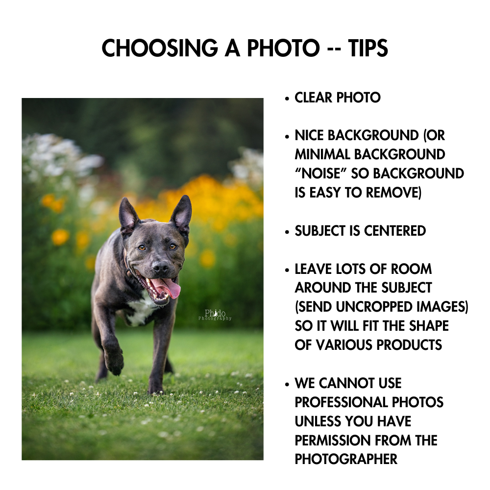how to choose the best pet photo for custom gifts including tips on background, lighting, and image composition