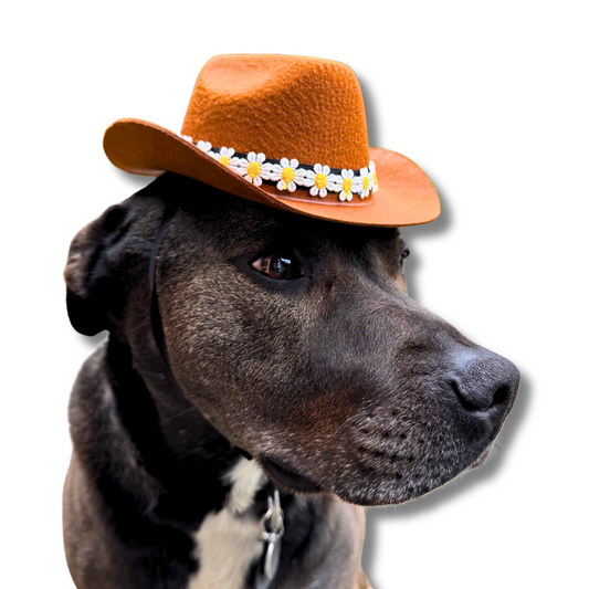 black pit bull in cute dog cowboy hat. Hat is brown with daisy flower trim.