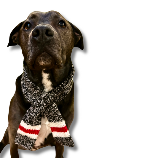 BLACK PIT BULL MODELING CUTE SCARF FOR DOG: SCARF IS GRAY WITH WHITE AND RED ACCENT.
