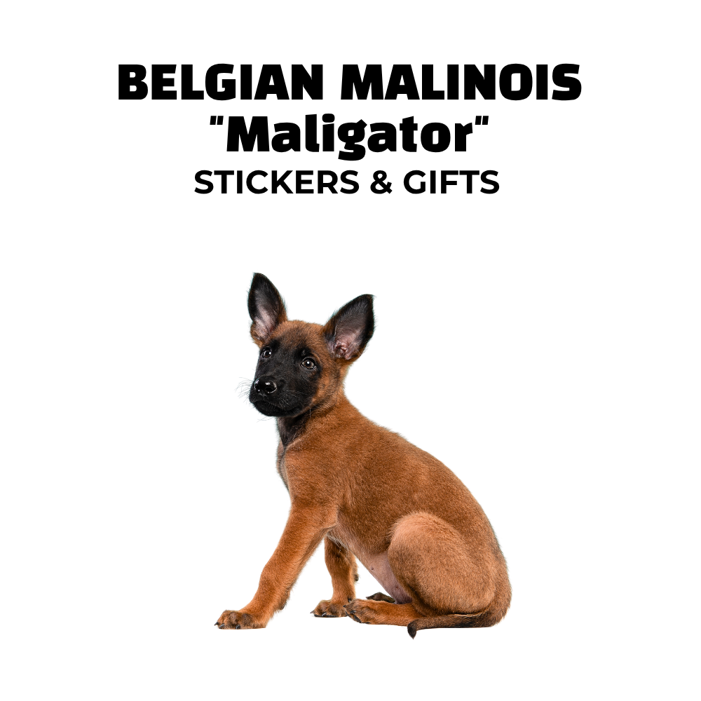 Image of Malinois puppy. Text: Belgian Malinois Maligator stickers & gifts