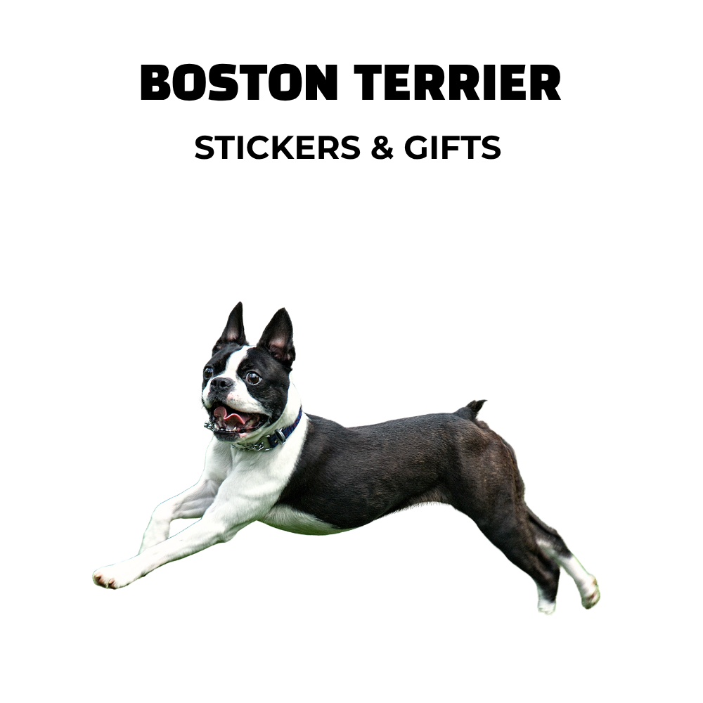 Boston Terrier mid-jump with ears up and mouth open. Image used for Boston Terrier sticker and gift collection cover.
