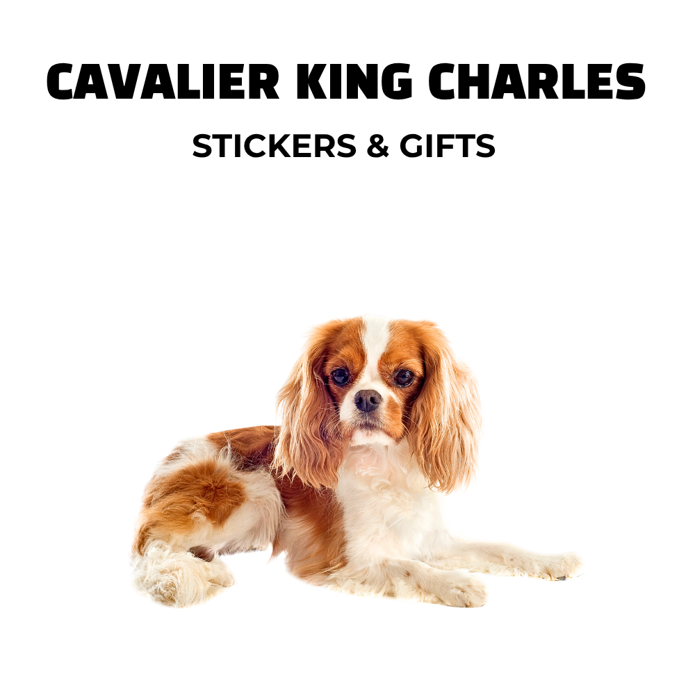 Image of brown and white Cavalier King Charles. Text: stickers and gifts