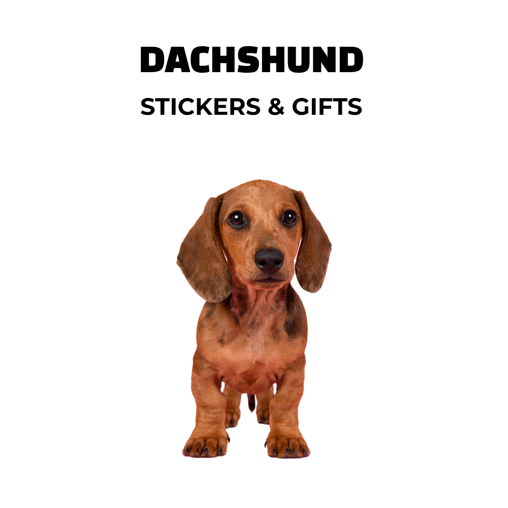 Image of brown wiener dog with text: Dachshund stickers and gifts