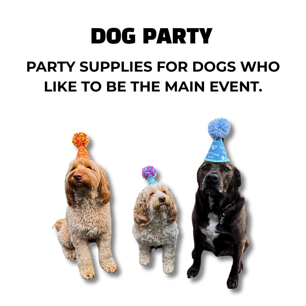 3 dogs wearing dog party hats. Tan labradoodle in orange birthday hat, parti labradoodle in funny party hat, black pit bull in gotcha day dog hat