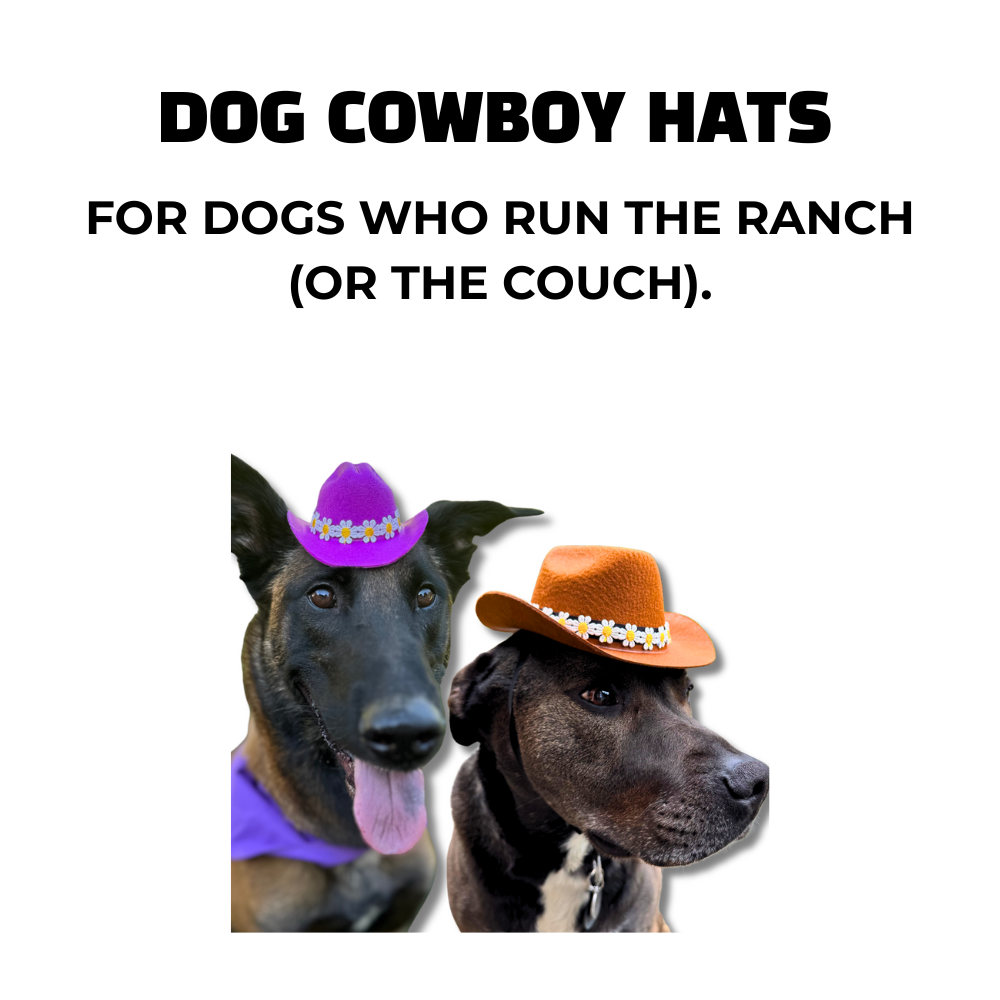 Belgian Malinois wearing purple mini cowboy hat. Black pit mix dog wearing brown cowboy hat.