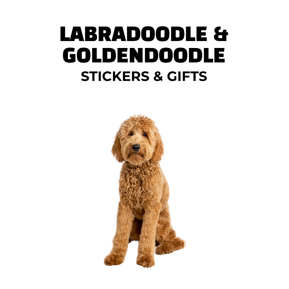 Goldendoodle or Labradoodle sitting. Text: labradoodle & goldendoodle stickers and gifts
