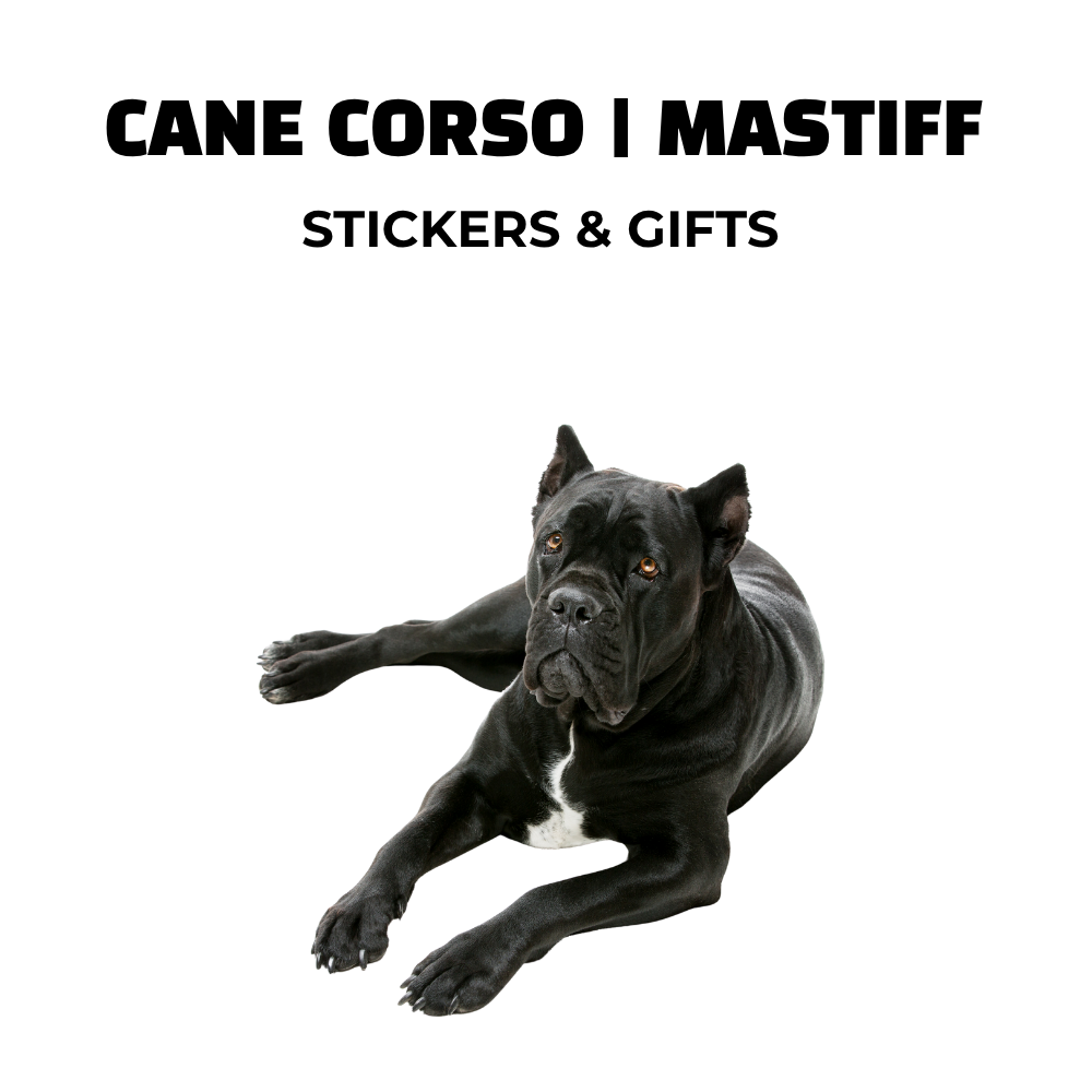 Black Cane Corso dog lying down with cropped ears. Image used for Cane Corso and Mastiff sticker and gift collection cover.