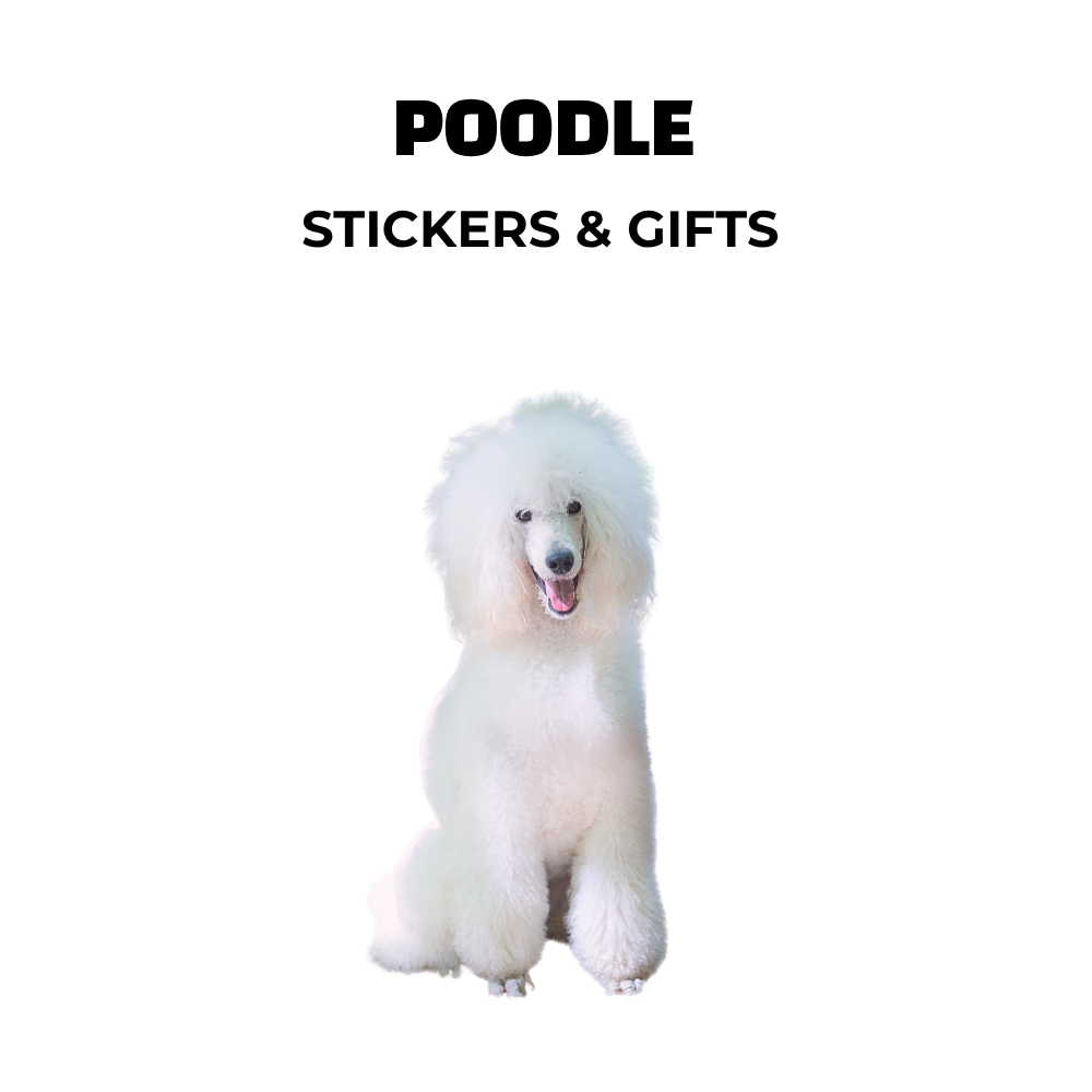 White Poodle with a full show cut sitting under bold text that reads “Poodle Stickers & Gifts”