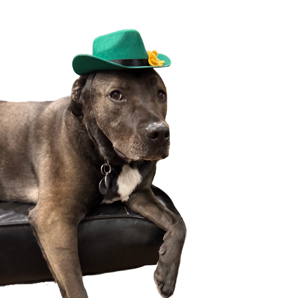 Medium Dog Hat for St. Patrick's Day | Green Dog Accessory