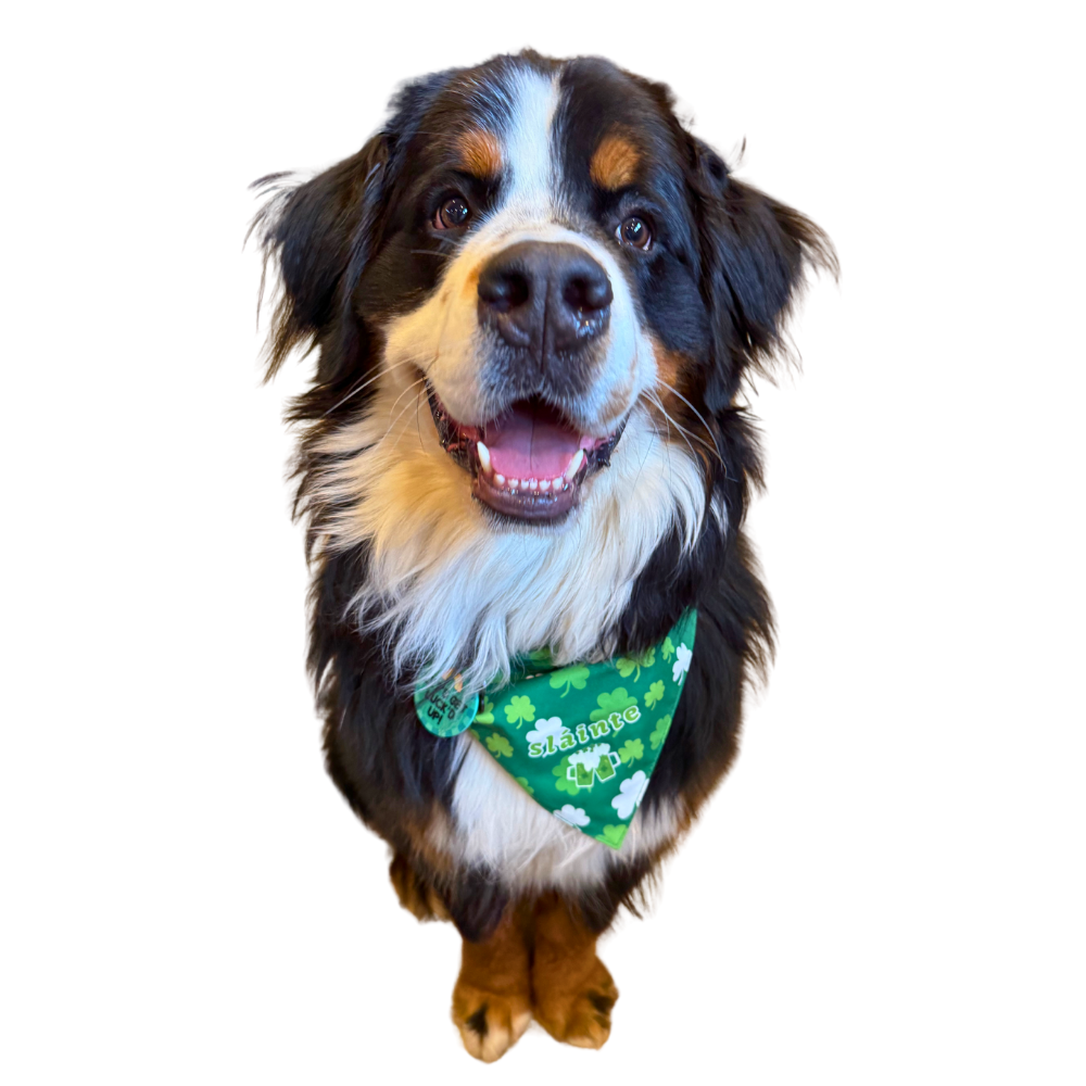 Green Clover St. Patrick's Day Dog Bandanas | 3 Sizes