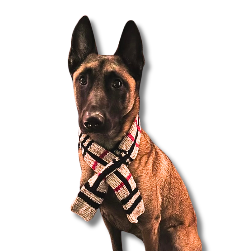 Belgian Malinois dog wearing size large wool tan scarf