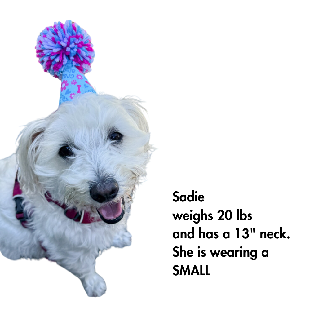 20 lb dog model showing off our size small party hat for dog  