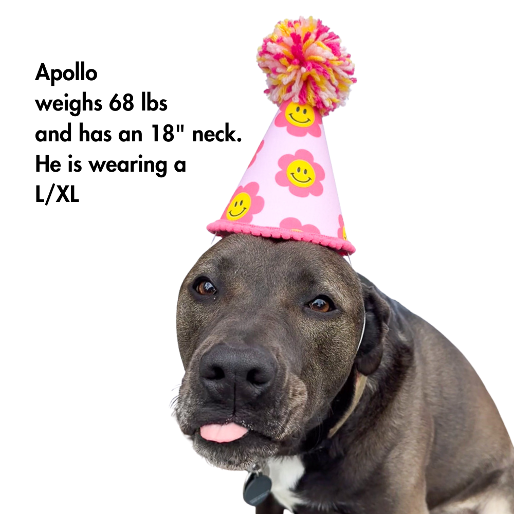 pit bull modeling a size L / Xl dog birthday hat