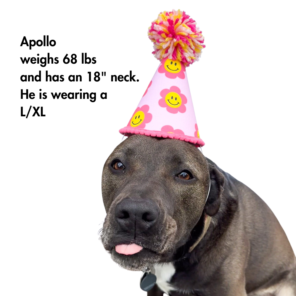 pit bull modeling our size large doggy birthday hat