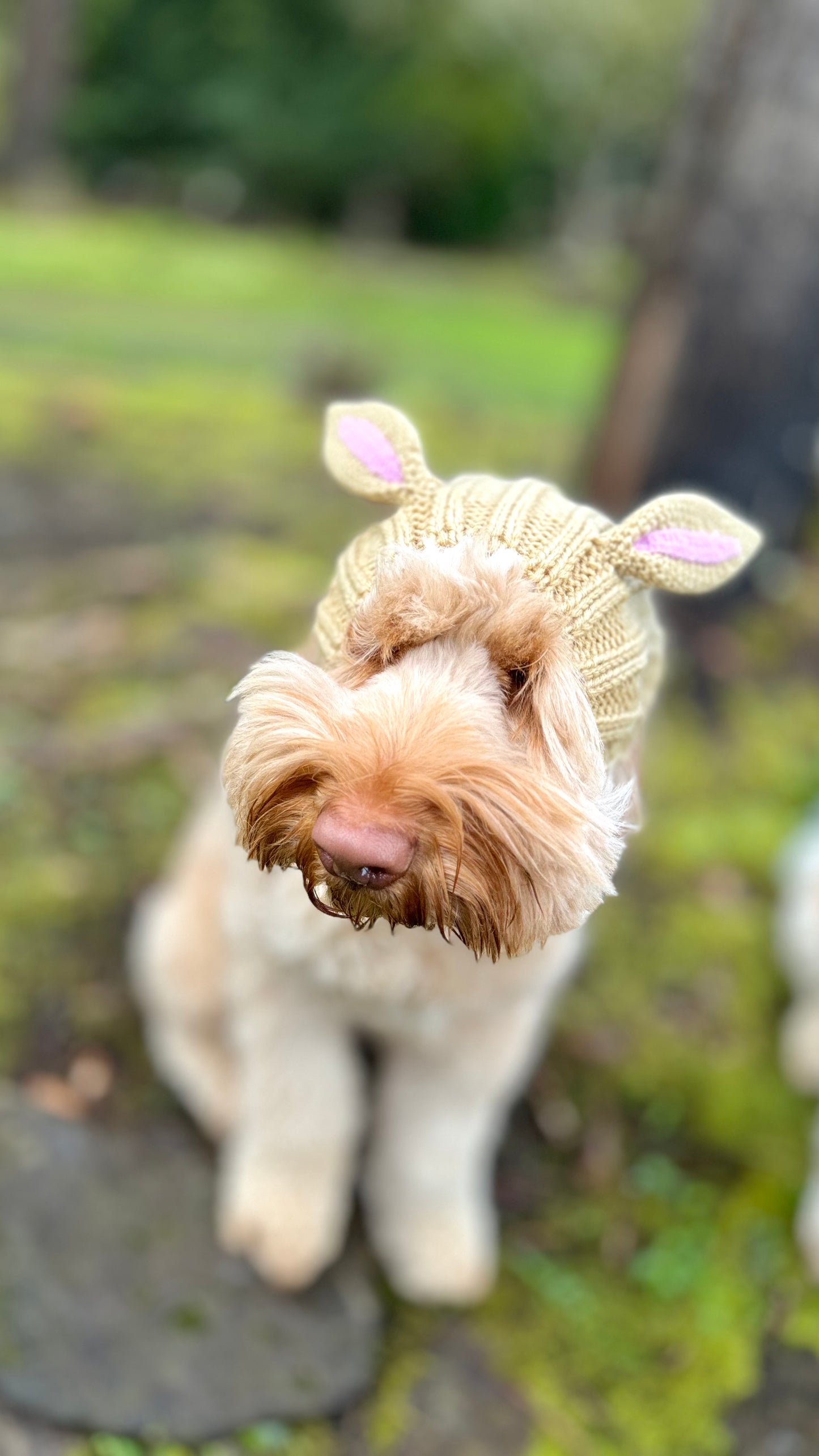 Bunny Snood for Dogs - Zoo Snoods