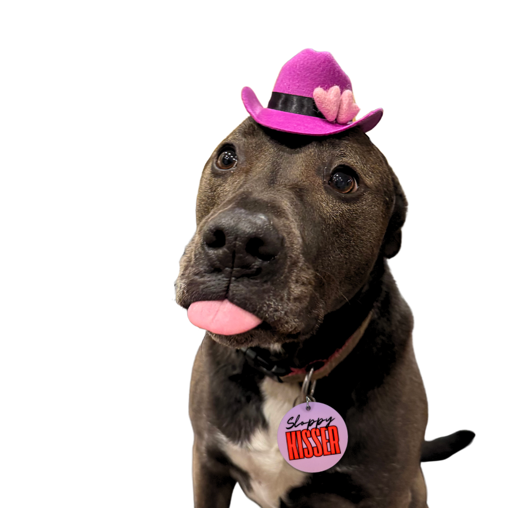 pit bull mix with his tongue out modeling tiny purple dog cowboy hat with lavender felt hearts. He also has a "sloppy kisser" lavender and red acrylic dog collar charm.