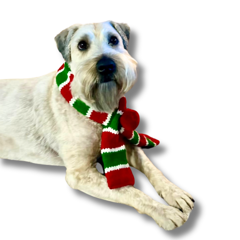 Soft coated Wheaten Terrier wearing a size large red and green wool Christmas scarf for dogs