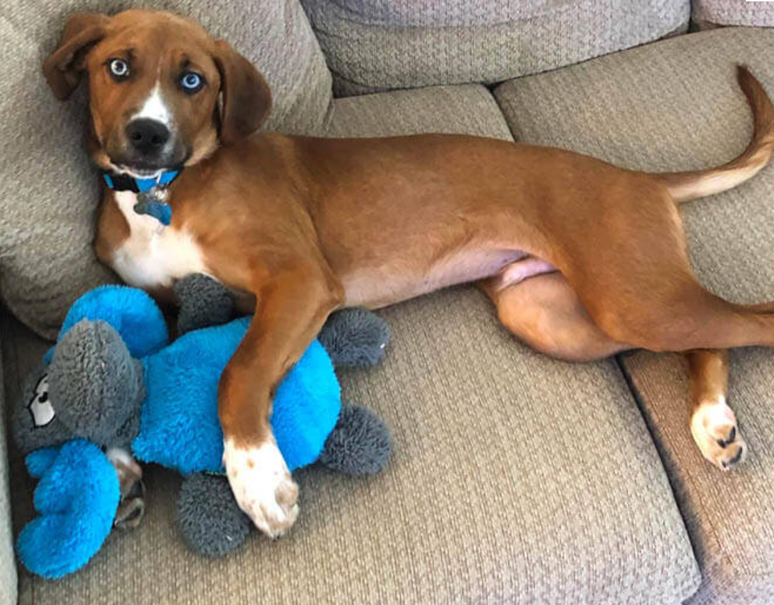brown dog on a couch cuddling with blue plush moose dog toy
