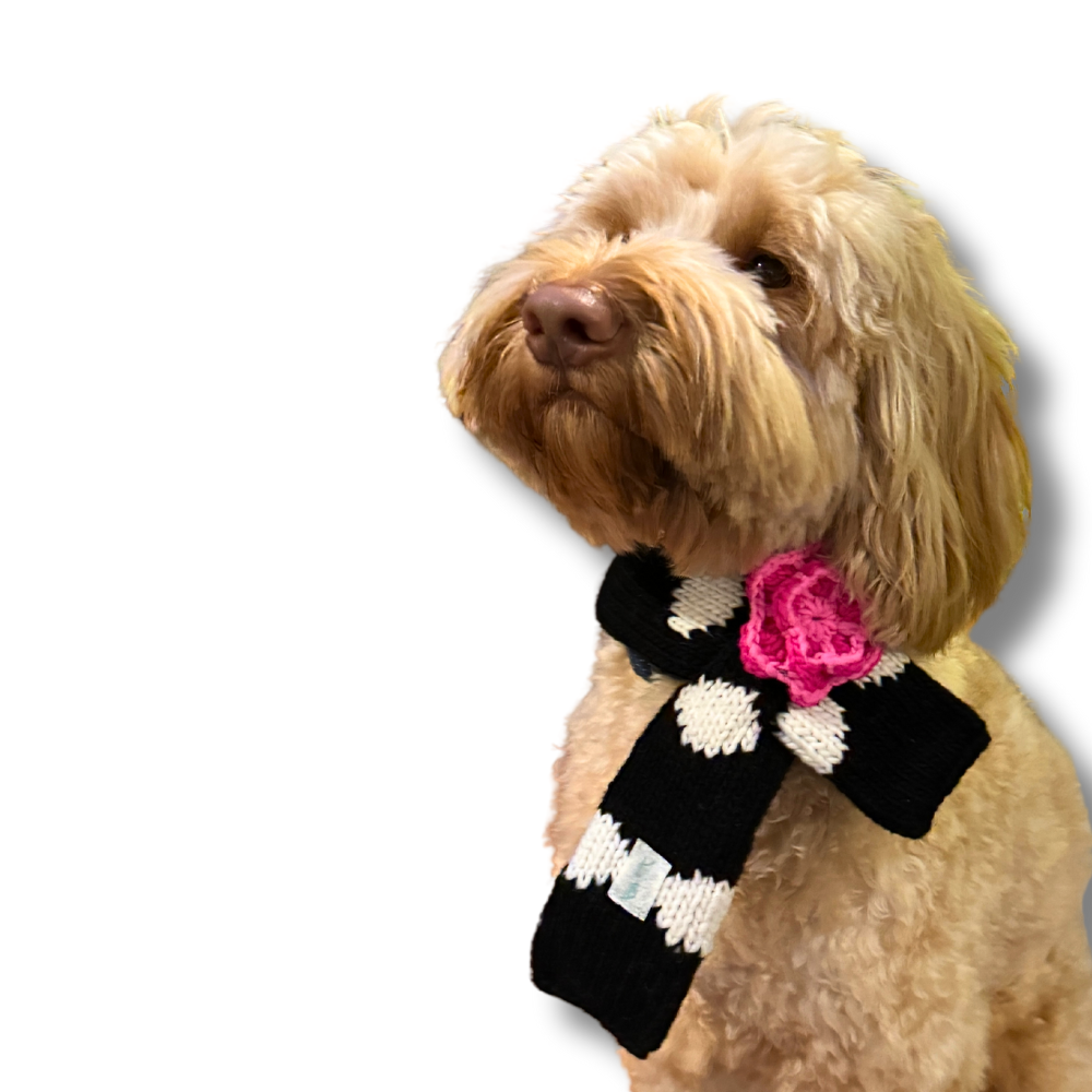 Cute fluffy doodle dog wearing a wool scarf for dogs. Scarf is black and white and has a pink flower.