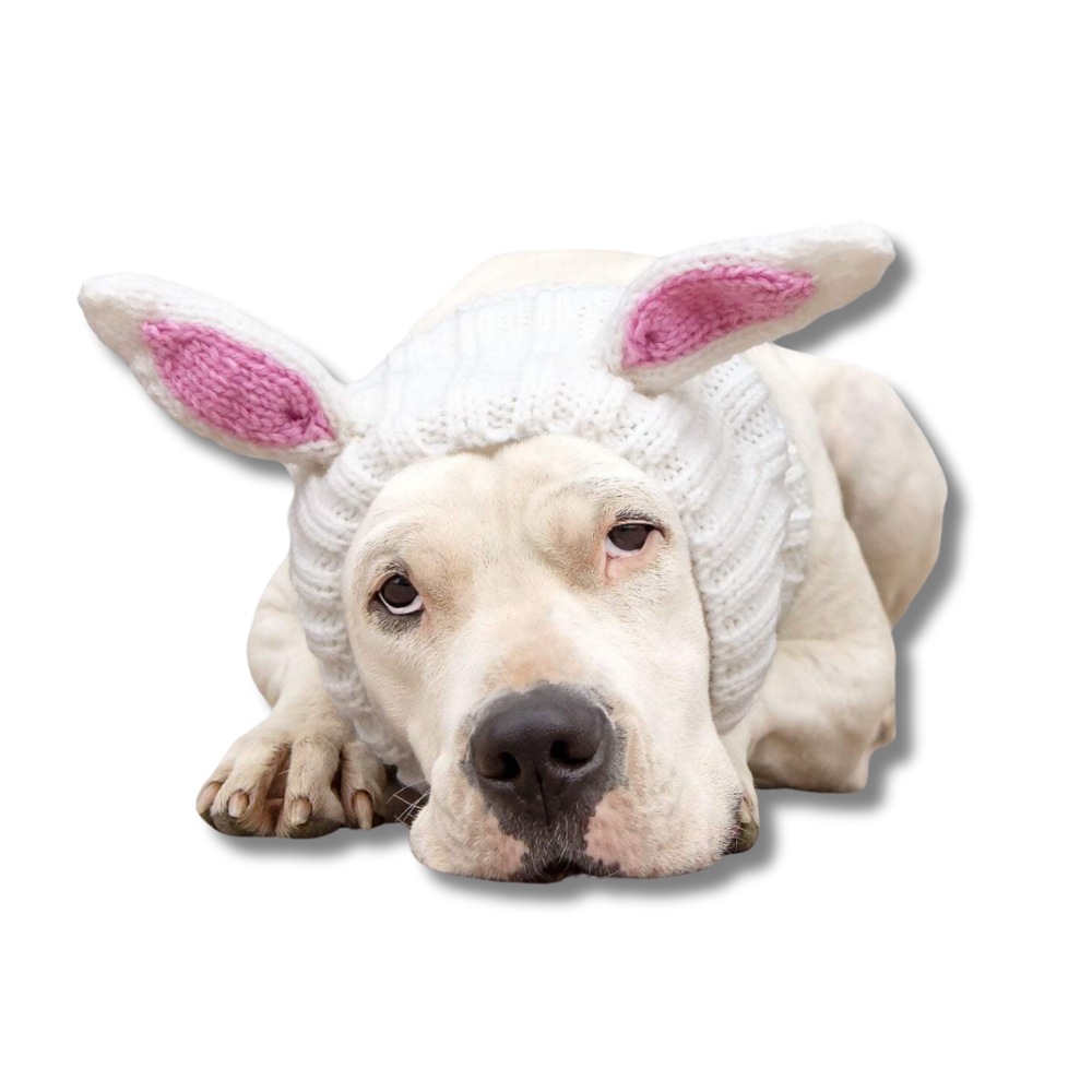 white pit bull dog wearing white bunny costume - Zoo Snood hat