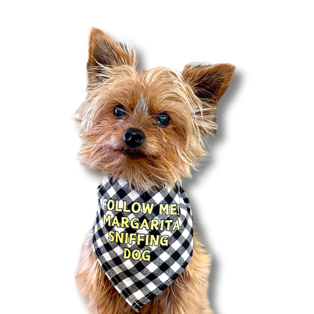 Yorkie wearing a black and white gingham funny dog bandana (with yellow font: FOLLOW ME! MARGARITA SNIFFING DOG!). The pup is looking forward at the camera.