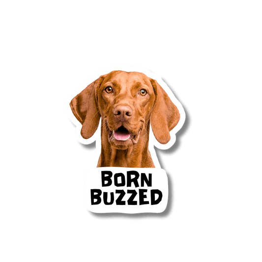 Funny Vizsla Sticker | Born Buzzed Dog Decal