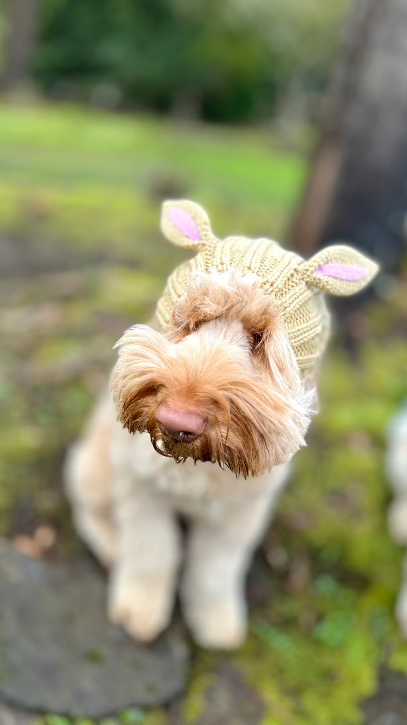 Light brown labradoodle (medium) wearing tan bunny Zoo Snood sitting outdoors in garden.