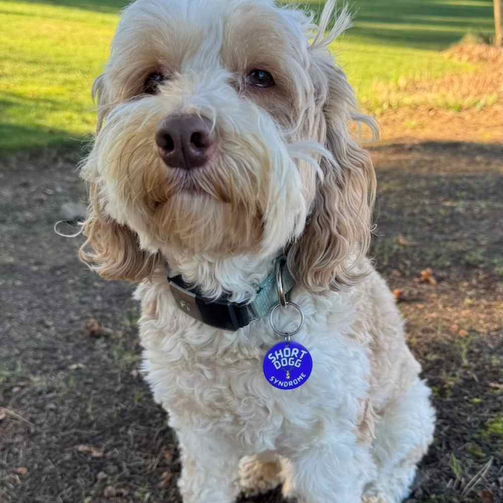 A small white labradoodle dog sitting on grass wearing a collar charm that is purple. It has a gold chain image and says: Short Dogg Syndrome. 