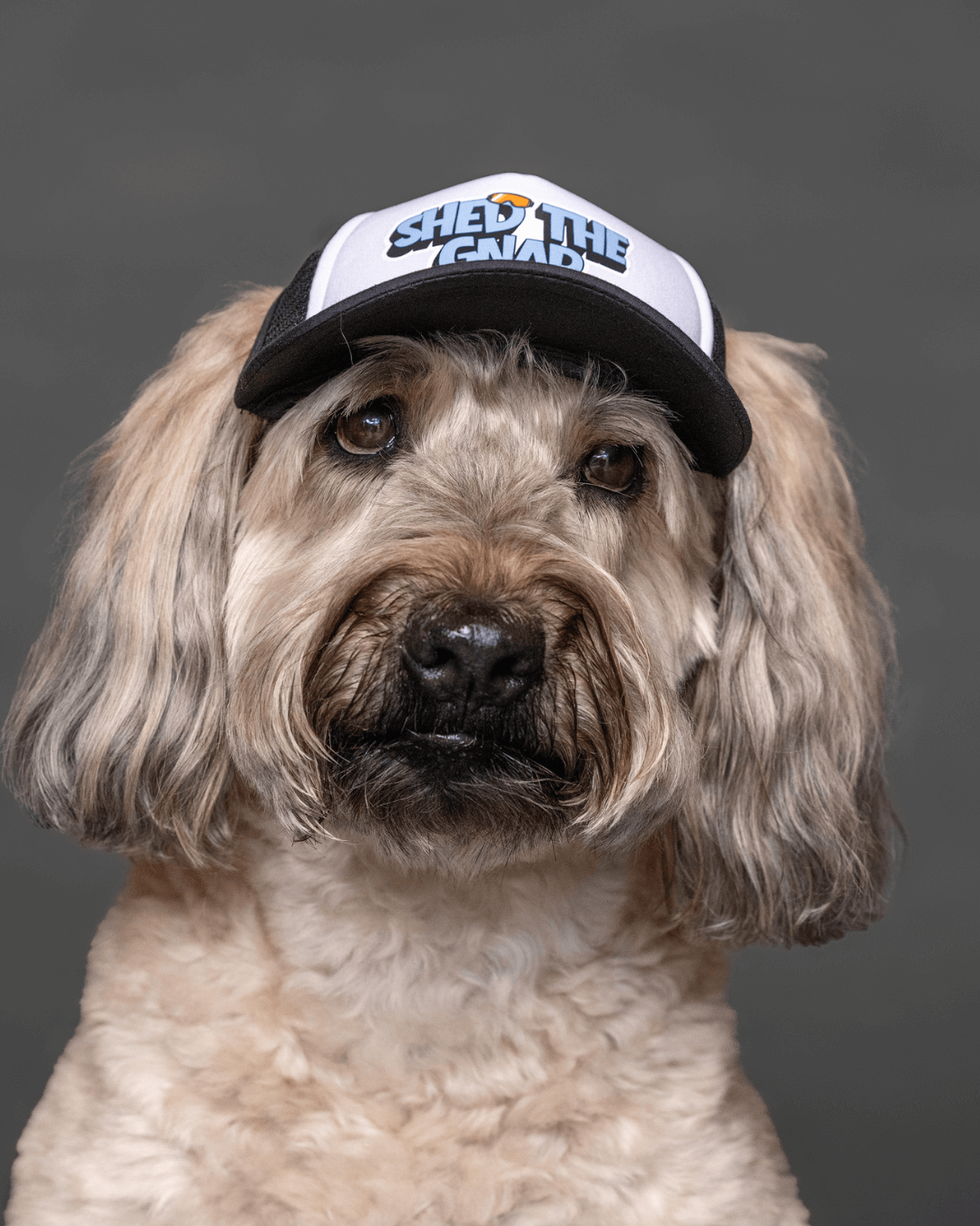 Wheaten terrier wearing a ski dog trucker hat with text on a gray background