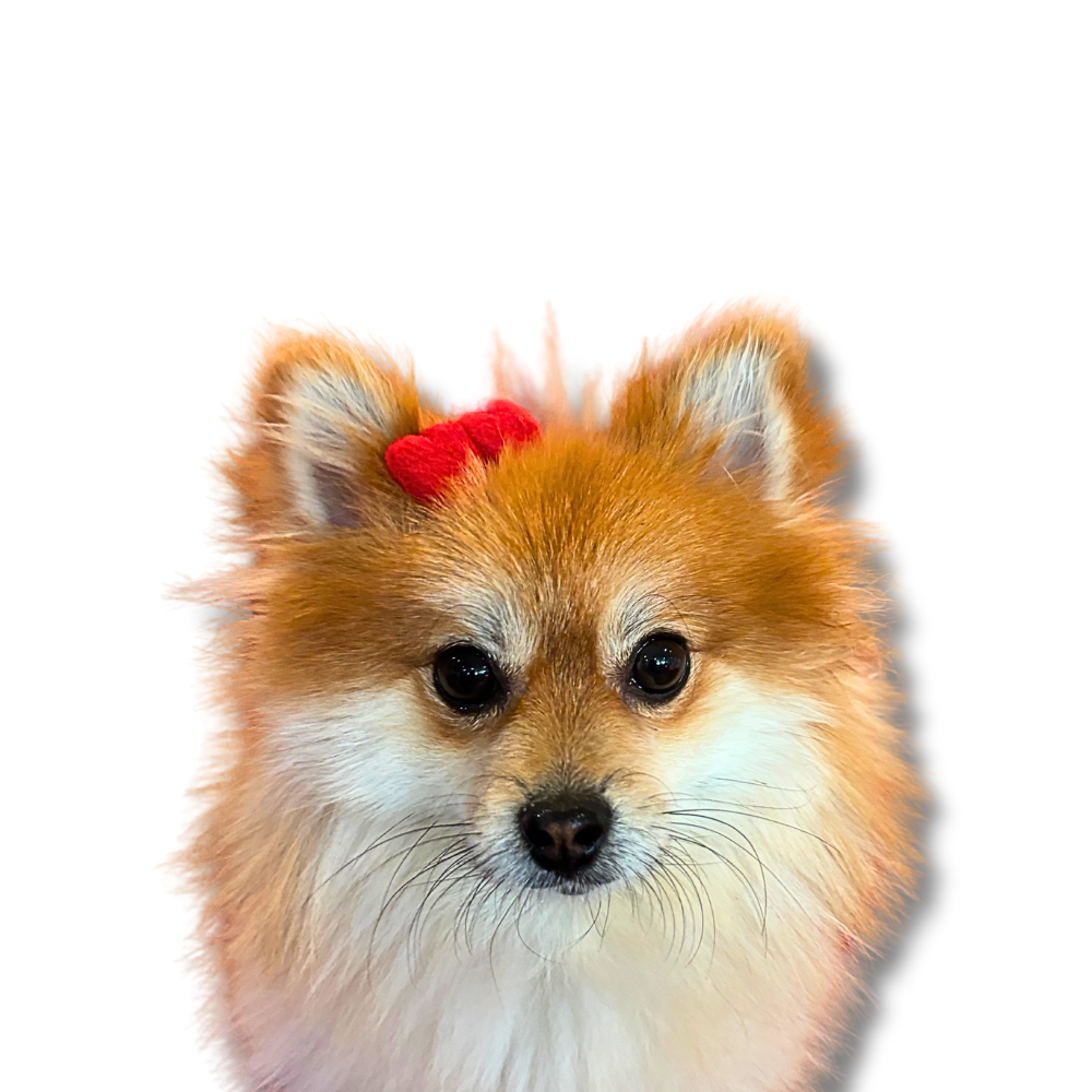 Dog Hair Clips for Valentine's Day