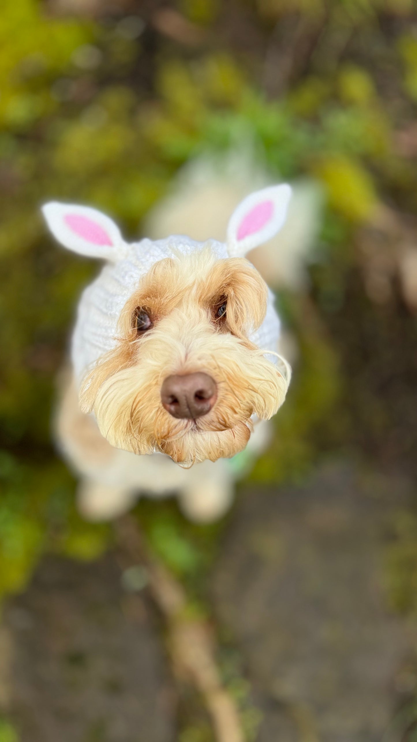 Bunny Snood for Dogs - Zoo Snoods