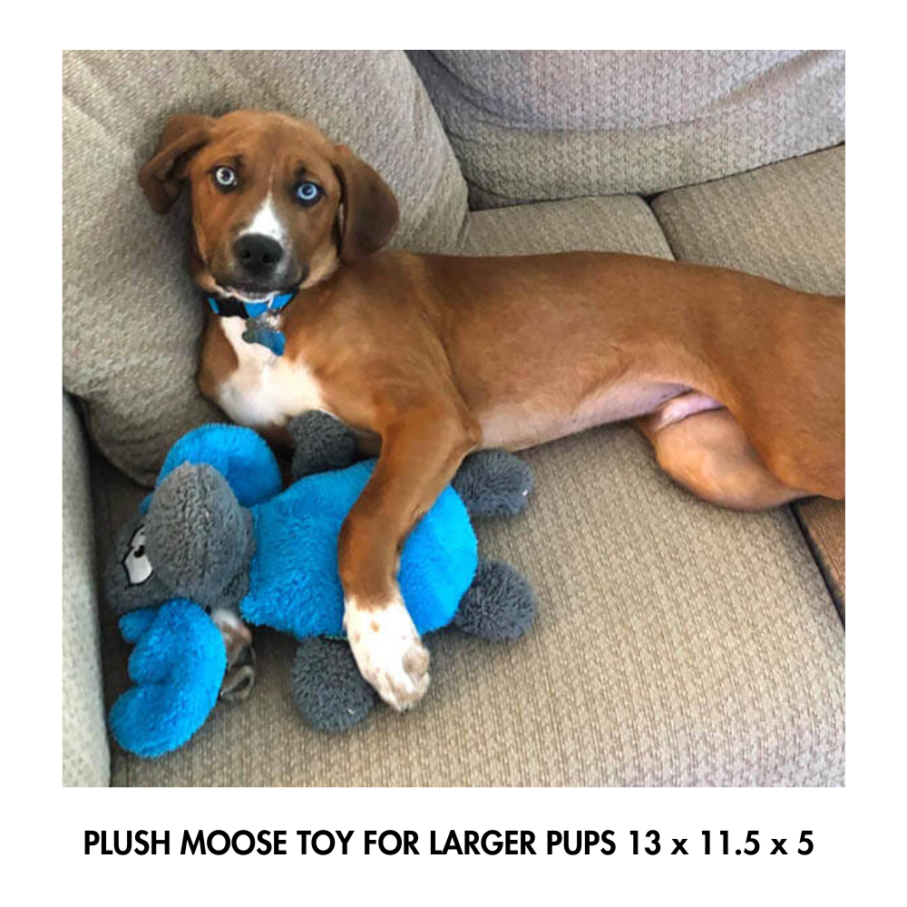 Cycle dog  plush moose shown with real dog for size comparison (this is a large dog toy)