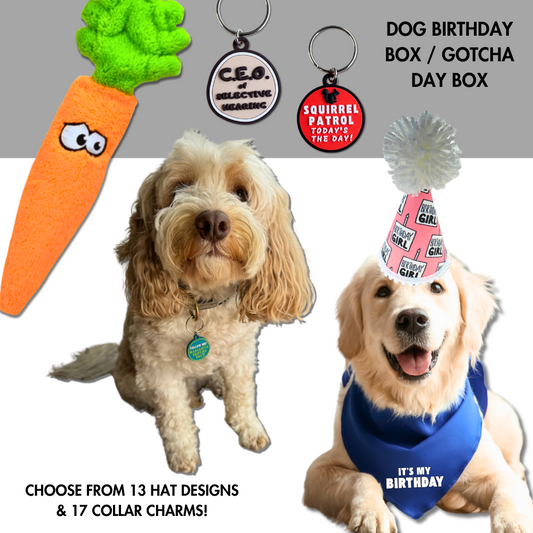 Golden retriever in birthday hat and bandana with plush carrot toy and funny dog collar charms – dog birthday box gift set