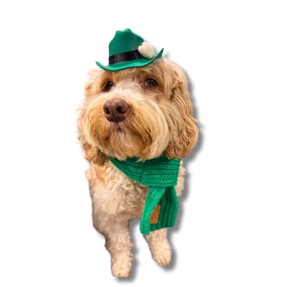 Labradoodle dog wearing mini green dog cowboy hat for st. patrick's day and also a green scarf