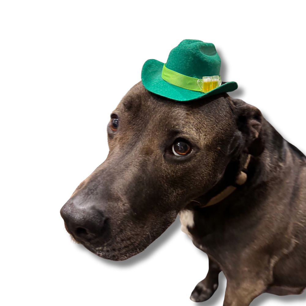 black pit bull wearing tiny green dog cowboy hat with mini beers on it for St. Patrick's day