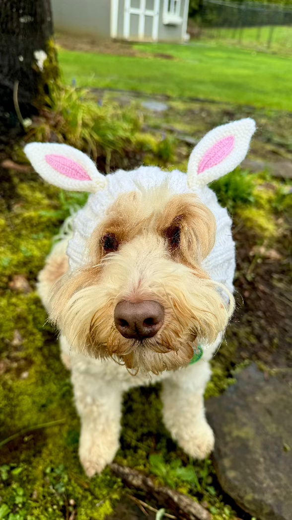 labradoodle dog wearing white bunny ears snood hat