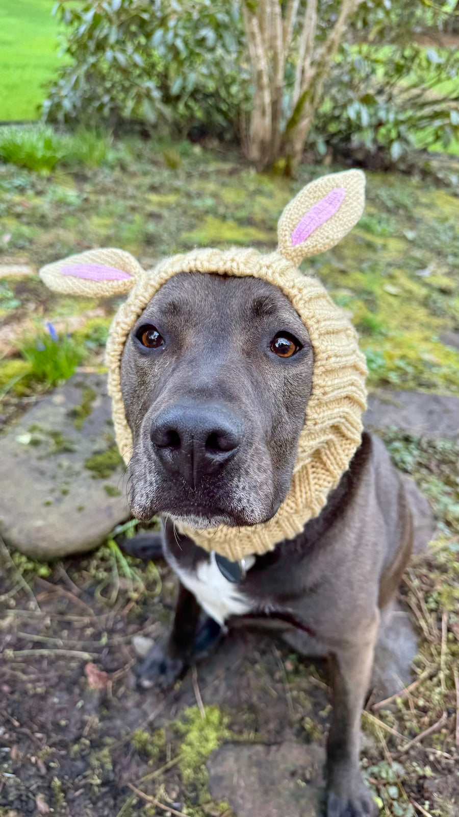 Black large dog wearing bunny snood warm hat. Snood is tan with pink inside the ears.