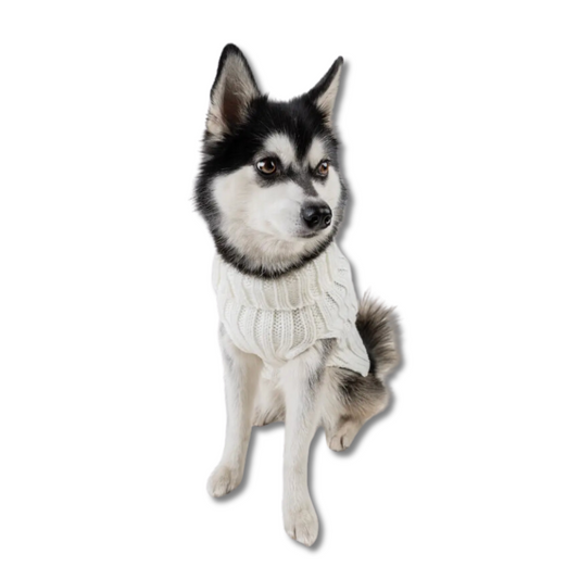 white sweater for dogs being modeled by a small husky. 