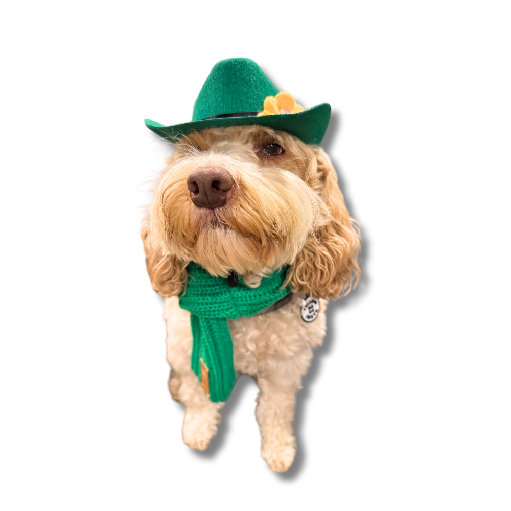 Medium Dog Hat for St. Patrick's Day | Green Dog Accessory