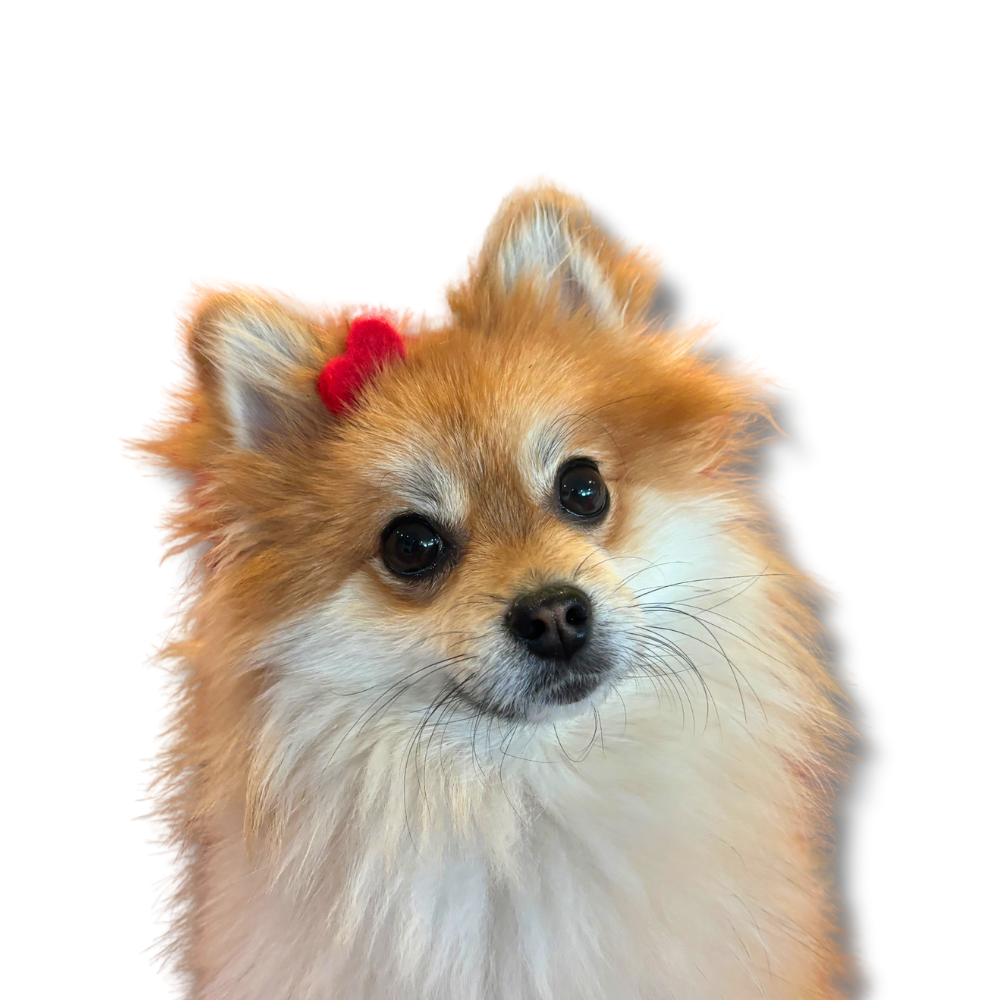 pomeranian dog wearing dog hair clip that is a red wool felt heart for Valentines or year-round
