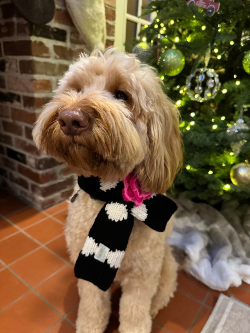 The cutest black, white, and pink wool scarf for dogs with a big pink flower. Dog modeling is a 40 pound labradoodle in a medium scarf.